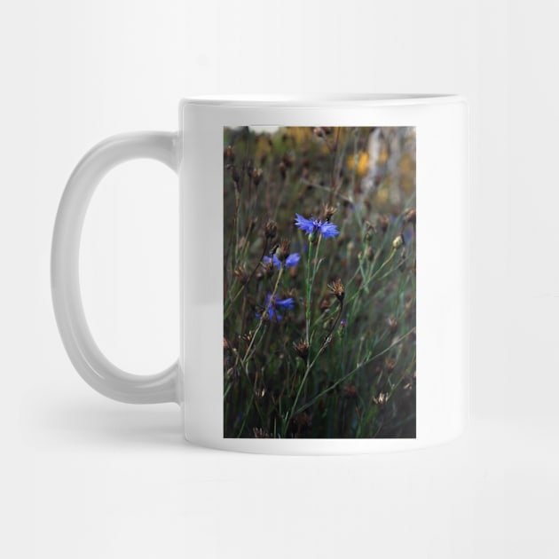 Cornflower by AbstractIdeas